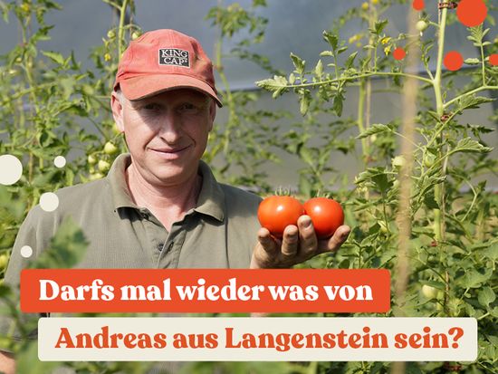 Landwirt mit Tomaten in der Hand vor Tomaten Pflanzen