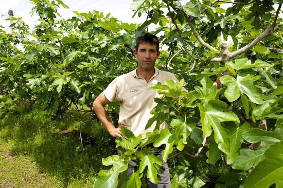 Jose Miquel auf seiner Feigen Plantage