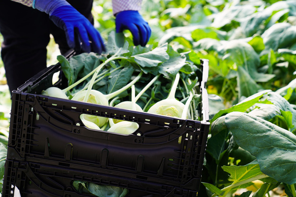 Kohlrabi bei der Ernte