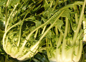 Puntarelle