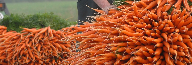 Biomöhren aus Norddeutschland