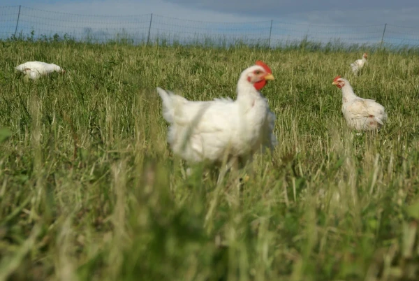 Hühner des Biohof Schaffner