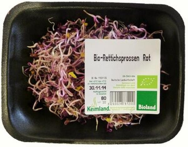 Produktfoto zu Rote Rettichsprossen