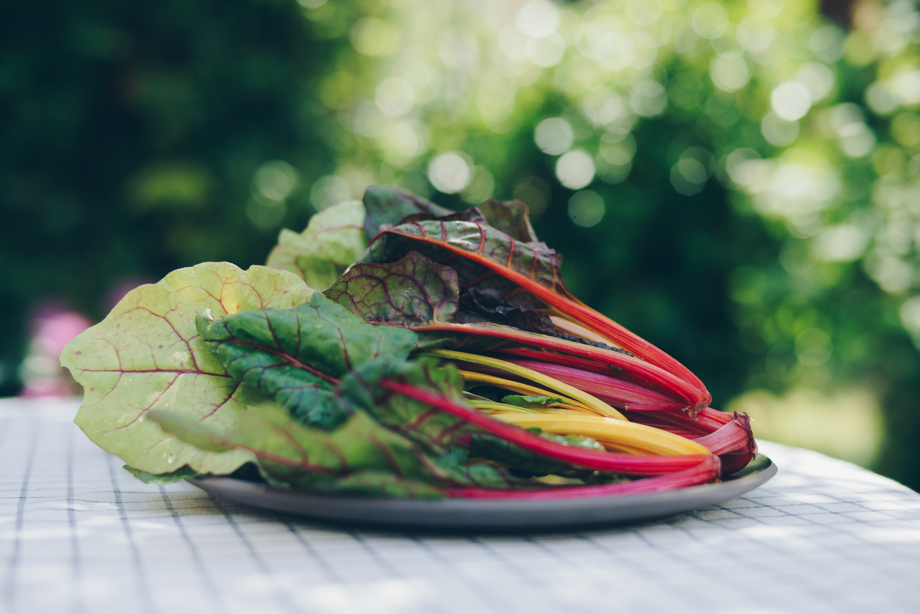 Rezeptbild für Mangoldröllchen in Tomatensauce