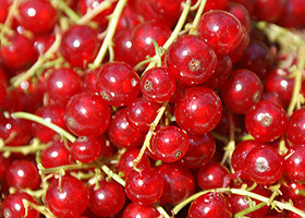 Johannisbeeren