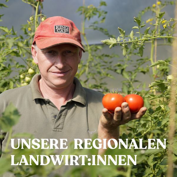 Regionaler Erzeuger mit Tomaten im Gewächshaus