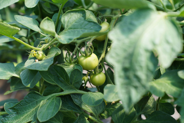 Tomaten im Wachstum