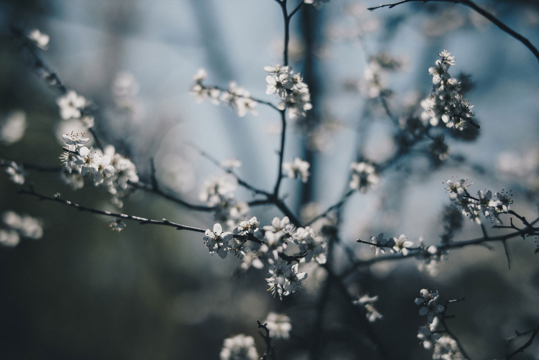 Zweige mit zarten  Blüten