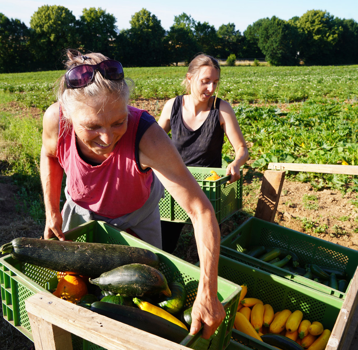 Familie Ritter bei der Zucchini-Ernte