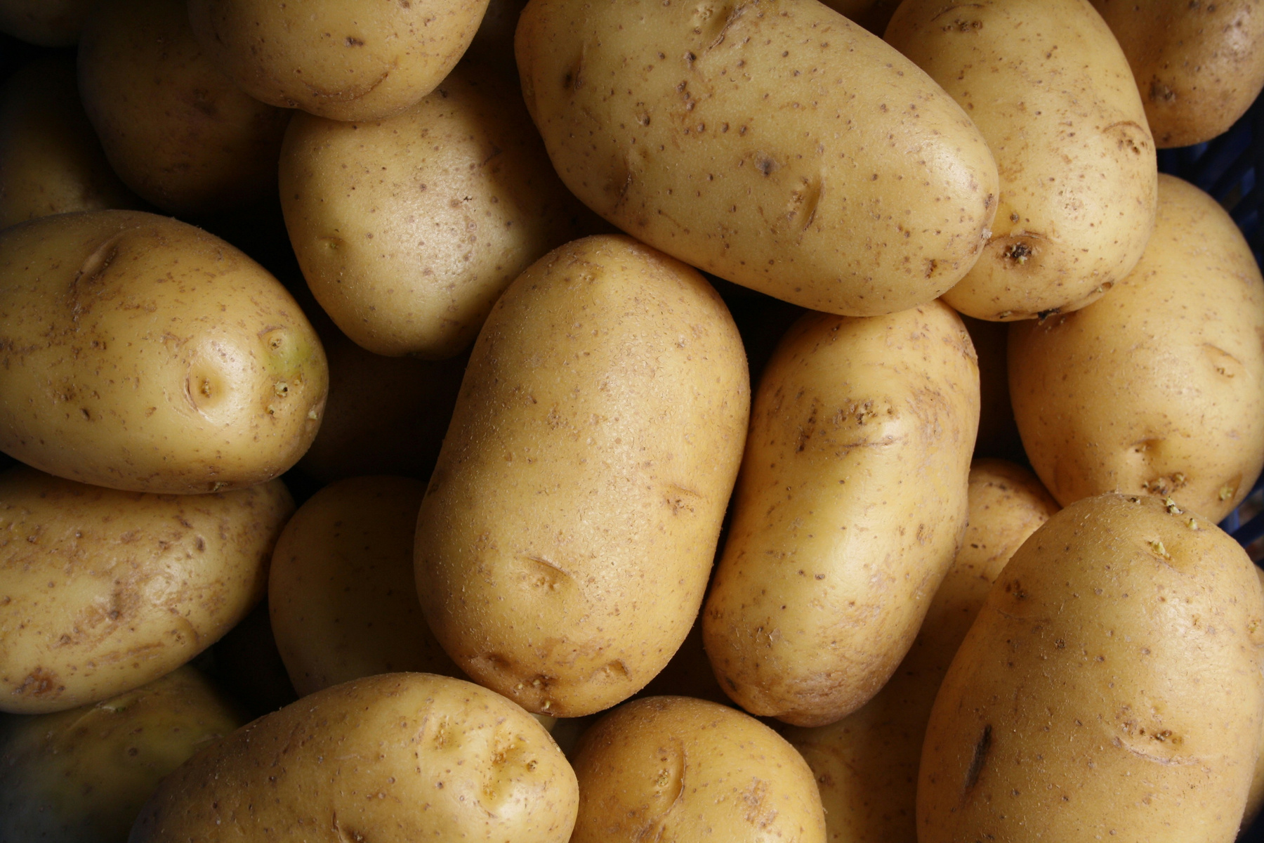 KI generiert: Das Bild zeigt eine Nahaufnahme von mehreren Kartoffeln, dicht beieinander liegend. Die Kartoffeln haben eine helle, erdige Schale.