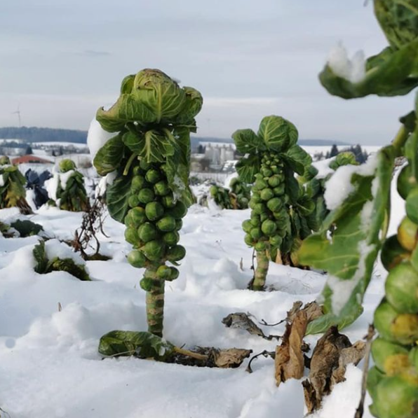 Rosenkohl im Schneefeld