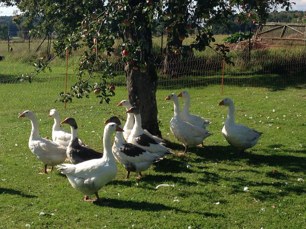 Gänse auf einer Wiese