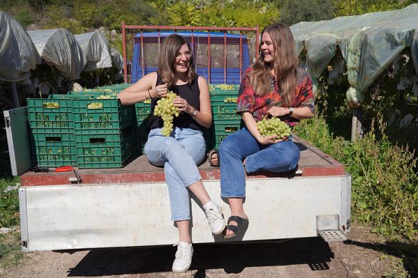 Marie Luise Kohl und Ruth Firsching bei der Ernte von Trauben