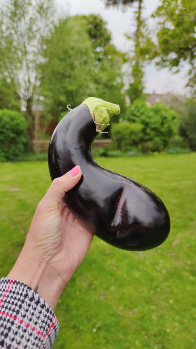 Eine Hand hält eine krumme Aubergine fest